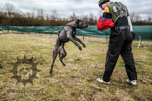 Dog Training Clothes