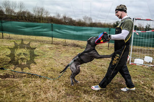 Schutzhund Training