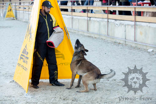 Schutzhund
Blind