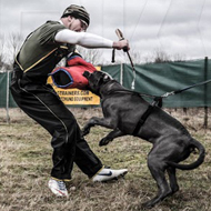 KNPV and Schutzhund Sport