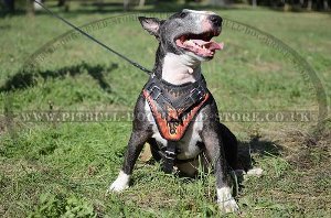 Bestseller! Stop Your Dog Pulling with Nylon Harness