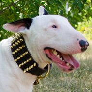 Extra Wide Leather Dog Collar for Bull Terrier with Brass Spikes