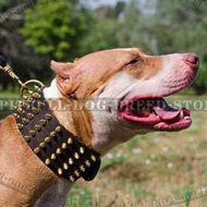 Extra Wide Leather Dog Collar with Brass Spikes for Pitbull