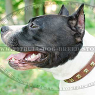 Fashion Dog Collar of Leather with Square Studs for Amstaff