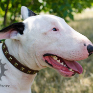Bull Terrier Collar with Square Brass Studs, Fashionable Design