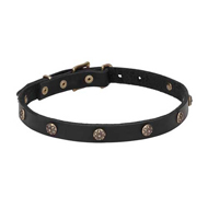 Fashionable Dog Collar for Pitbull & Staffordshire