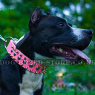 Female Dog Collar of Cool Style ◭ Female Dog Collar of Head-spinning Design ◮