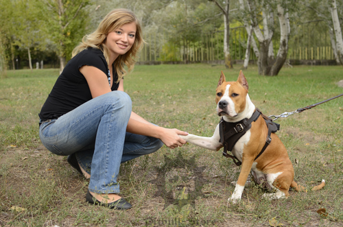 Amstaff on Walking Lead