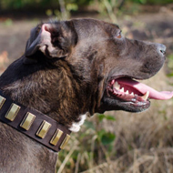 Funky Dog Collar with Brass Plates for Staffy