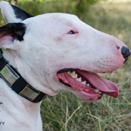 Funky Dog Collar with Nickel Decoration for Bull Terrier