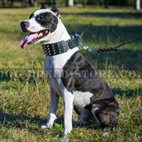 American Pitbull Terrier