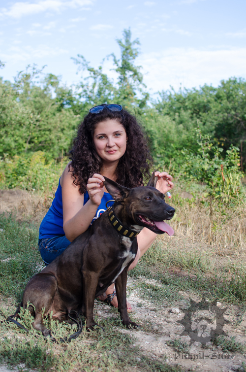 Funny Pitbull in Dog Collar