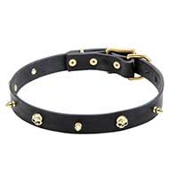 Leather Dog Collar with Skulls and Spikes of Brass for Staffy