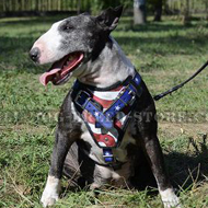 Handmade Dog Harness "American Pride" Style for Bull Terrier