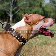 Handmade Dog Collar Leather with Square Brass Studs for Pitbull