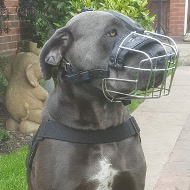 Harness for Cane Corso of Weather-proof Nylon with 3 D-rings
