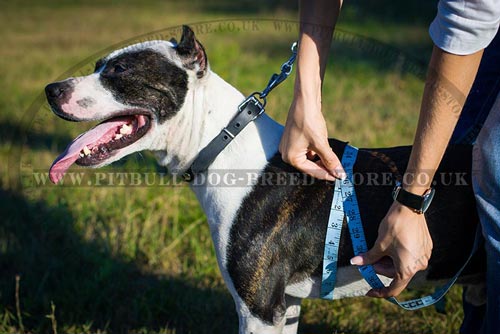 Pitbull Harness Size