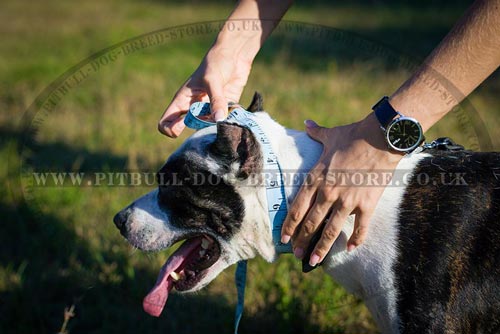 Neck Circumference for the Muzzle 