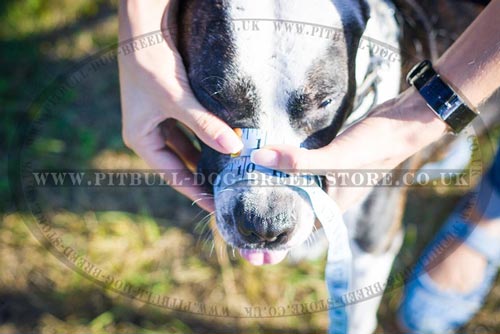 Snout Circumference for the Muzzle