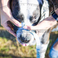 Pitbull Muzzle
Measurement How to Measure Dog Muzzle