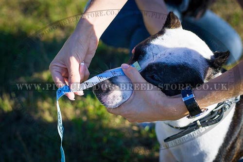 Snout Length for the Muzzle