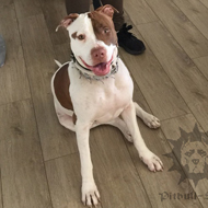 Staffy Treatment Staffy Cure