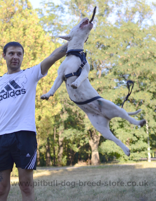 Dog Jumps in Our
Harness