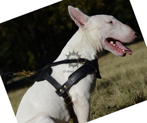 Staffordshire bull terrier hunting new arrivals