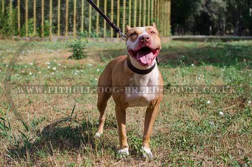 staffy dog walking leads