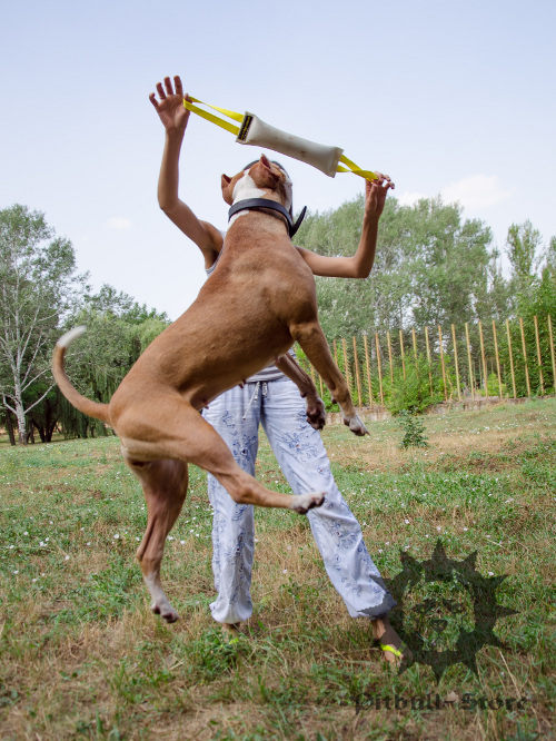Pitbull Dog Spring Pole Training