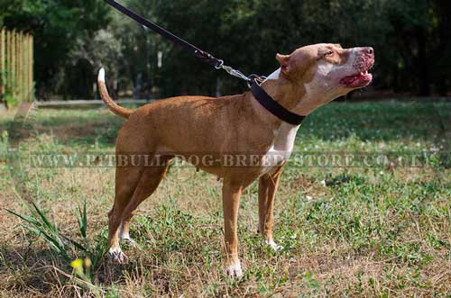 Dog Collars with Nameplate Attached UK