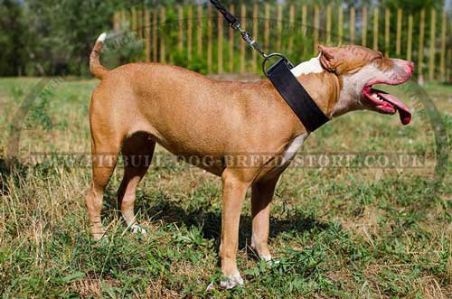 dog collars for pitbull