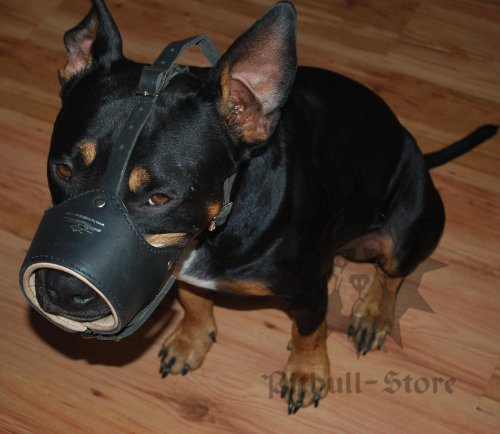 Staffy Muzzle