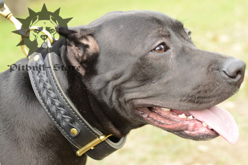 Leather pit bull collar