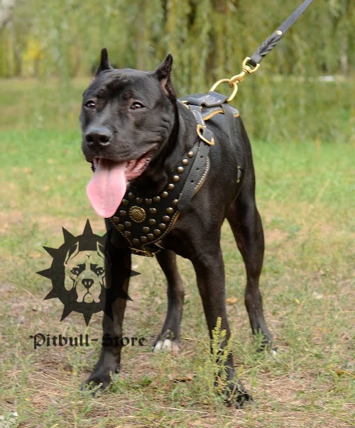 Staffordshire Bull Terrier
Harness