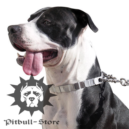 Staffy Chain Collar