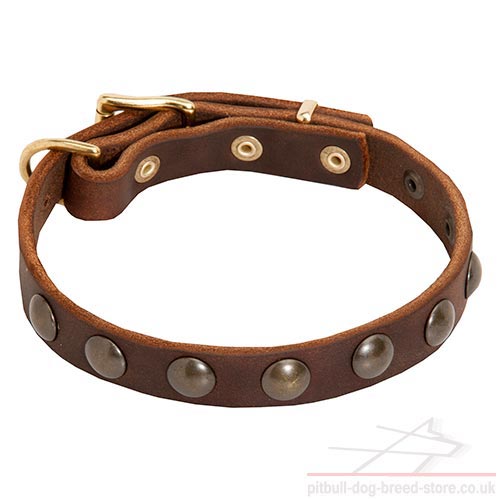 Puppy Dog Collar with Half-Ball Brass Studs