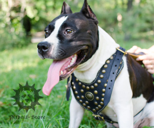 Studded dog harness in royal style for Stafford