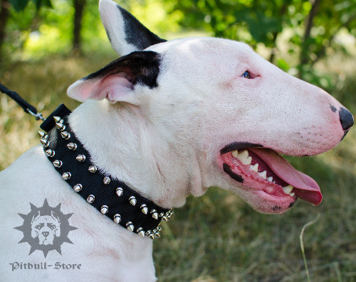 Spiked nylon dog
collar for Bull Terrier