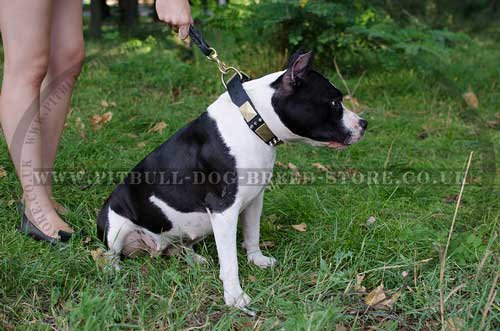 Spiked dog collar for Amstaff