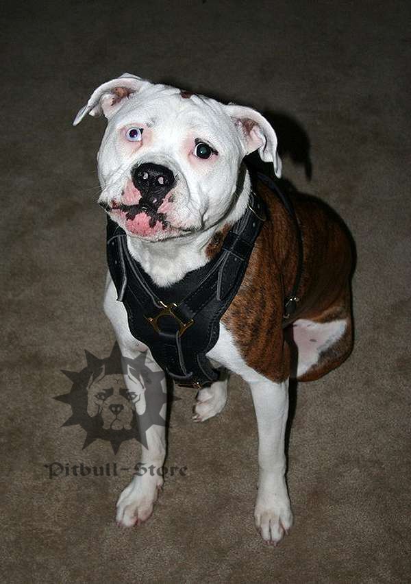 A Grown-up Staffy Wearing a Harness