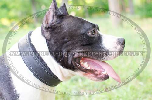 Padded dog collar for Amstaff