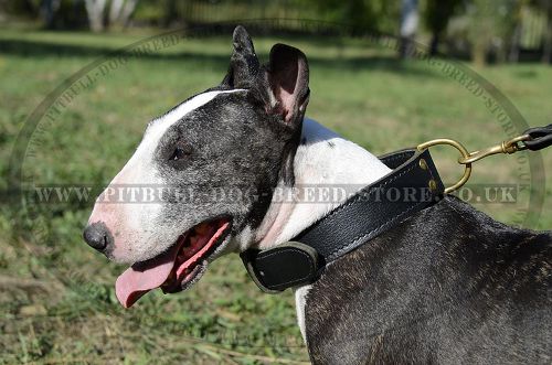 Bestseller! Wide Leather Agitation Dog Collar for Bull Terrier