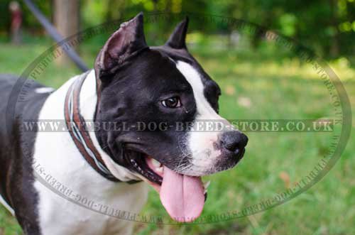 Exclusive Dog Collar of "Barbed Wire" Hand Painting for Amstaff