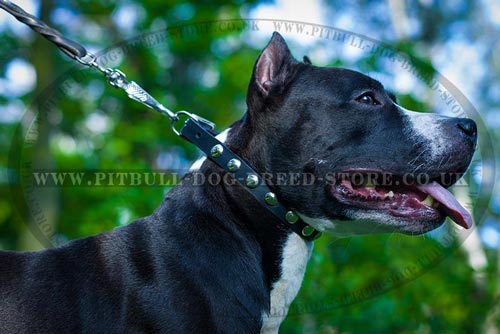 Smart Amstaff Collar with Silver Moons Around