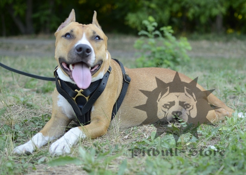 Top Grade Dog Tracking Harness for Amstaff