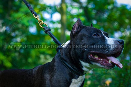 Amstaff Choke Collar for Success in Obedience Training