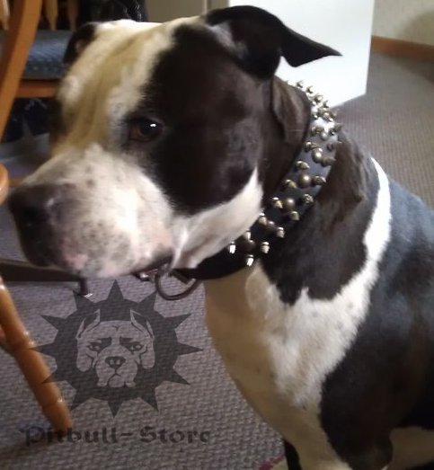 Spiked Dog Collar for Walk in Style with Amstaff