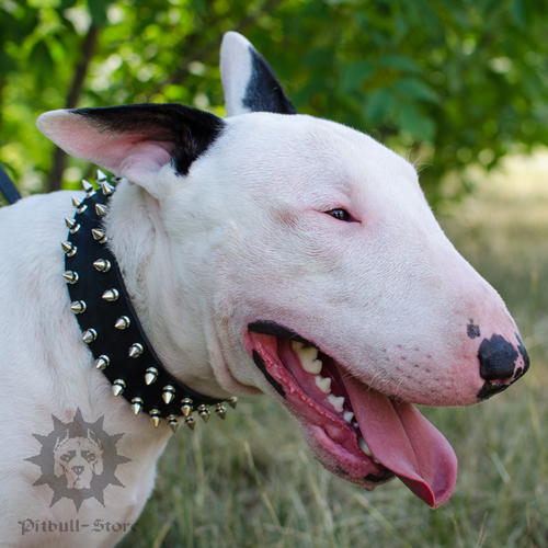 Spiked Dog Collar of Selected Natural Leather for Bull Terrier