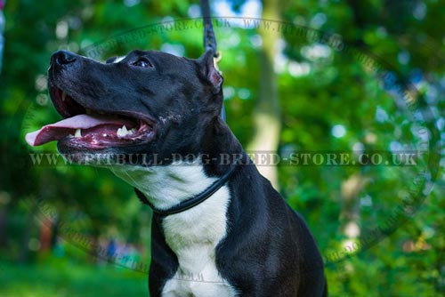 Martingale Collar for Pitbull